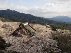 桜川市観光③