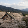 桜川市観光③
