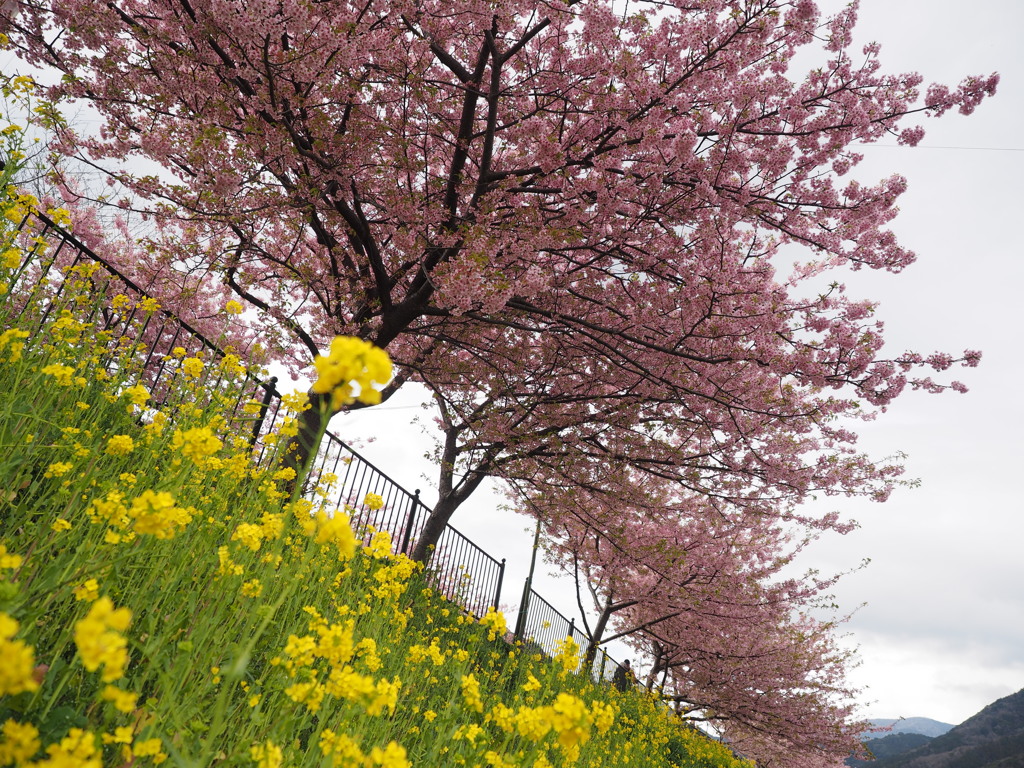 河津桜