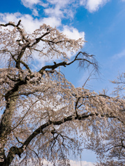 桜川市観光⑥