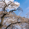 桜川市観光⑥