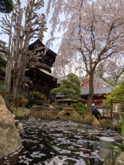 桜川市観光④