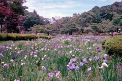 薬師池公園　菖蒲（フィルム）