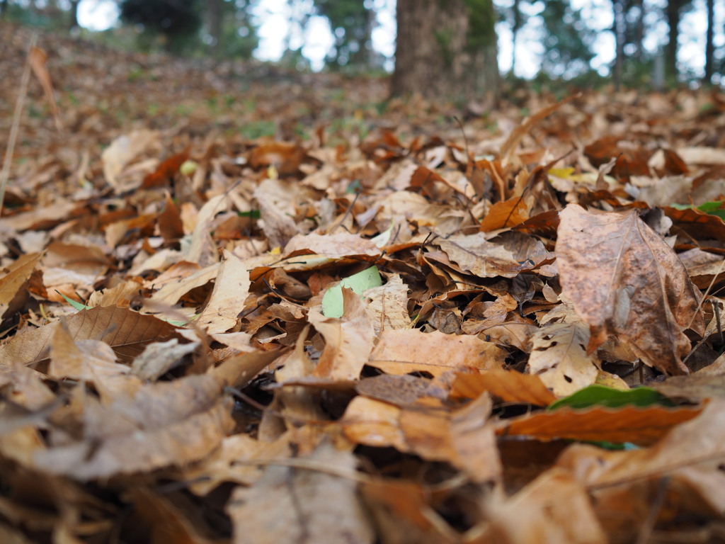 落葉