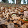 落葉