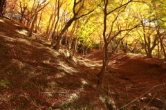 紅葉