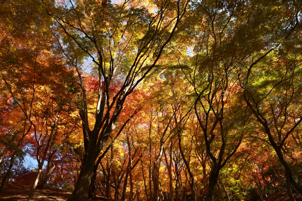 紅葉2