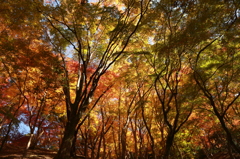 紅葉2