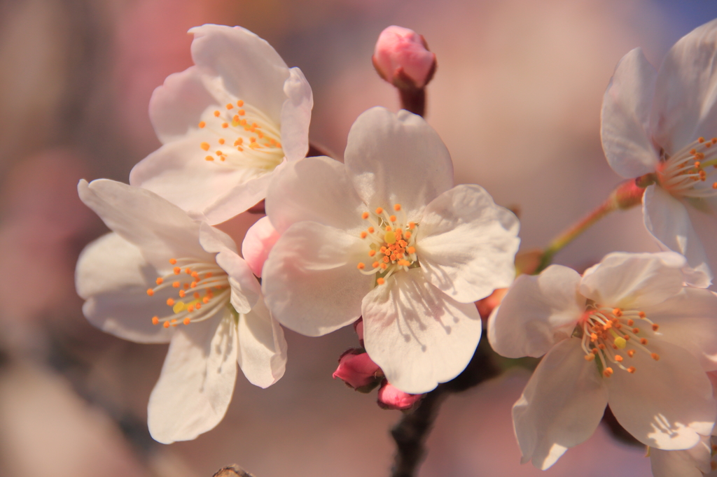 桜