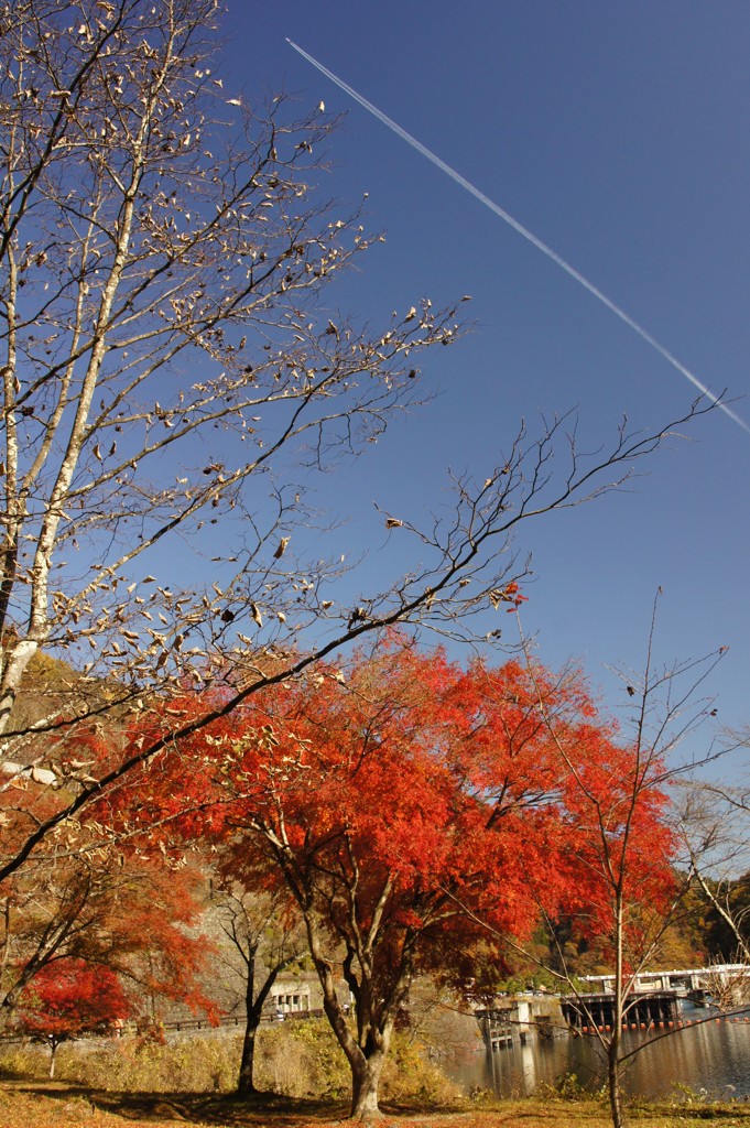 飛行機雲と紅葉