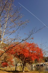 飛行機雲と紅葉