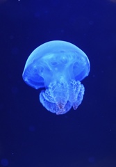 クラゲ
