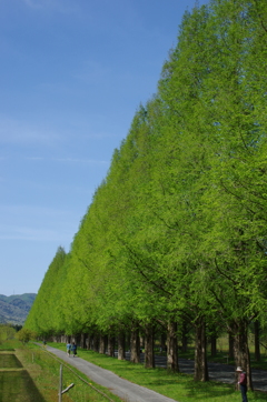 メタセコイア並木