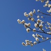 ume