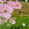 新潟の秋桜