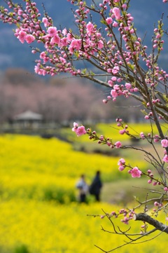 菜の花畑