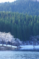 中子の桜