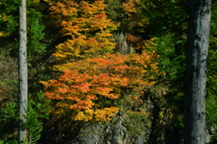 秋