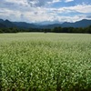 福島たかつえ そば畑