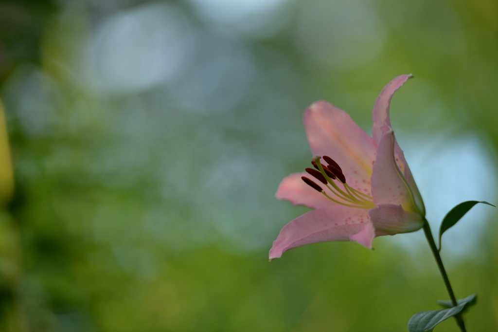 百合の花2