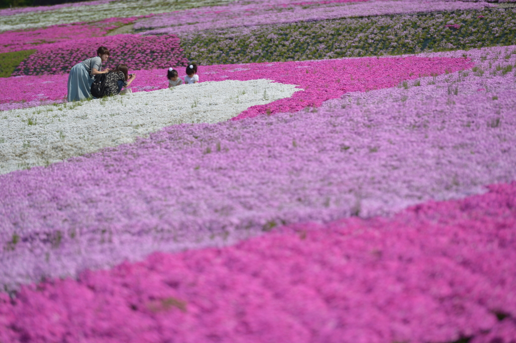 芝桜