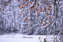 雪と柿