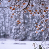 雪と柿