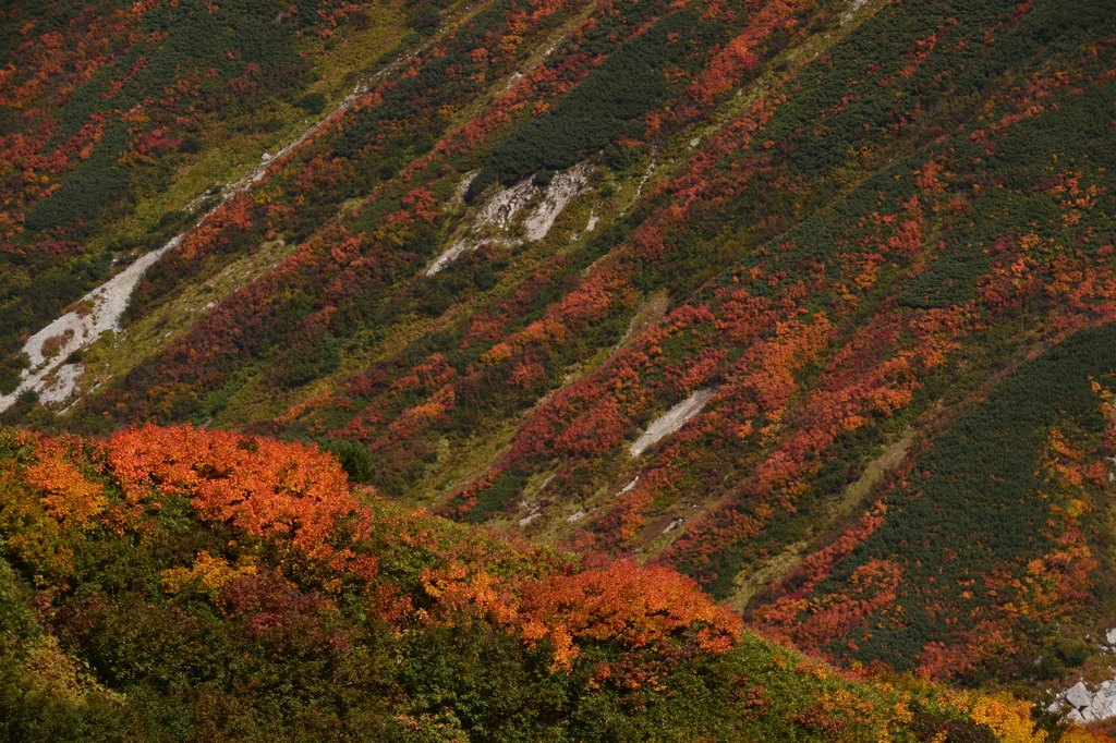 立山の紅葉