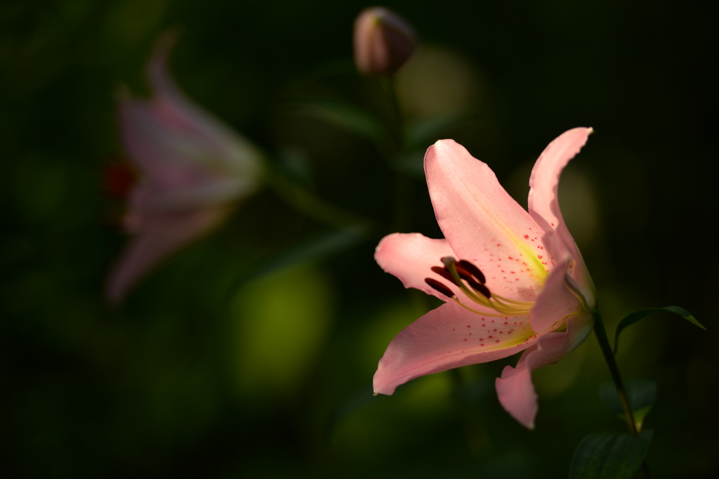 百合の花