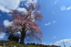 七草木の天神桜