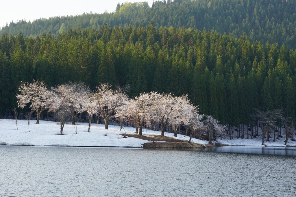 遅桜