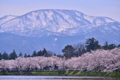 新潟の桜 (高田公園)2