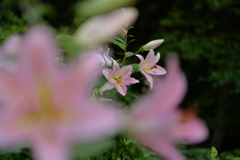 百合の花3