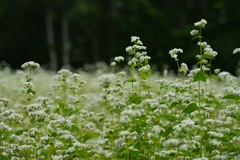 そばの花