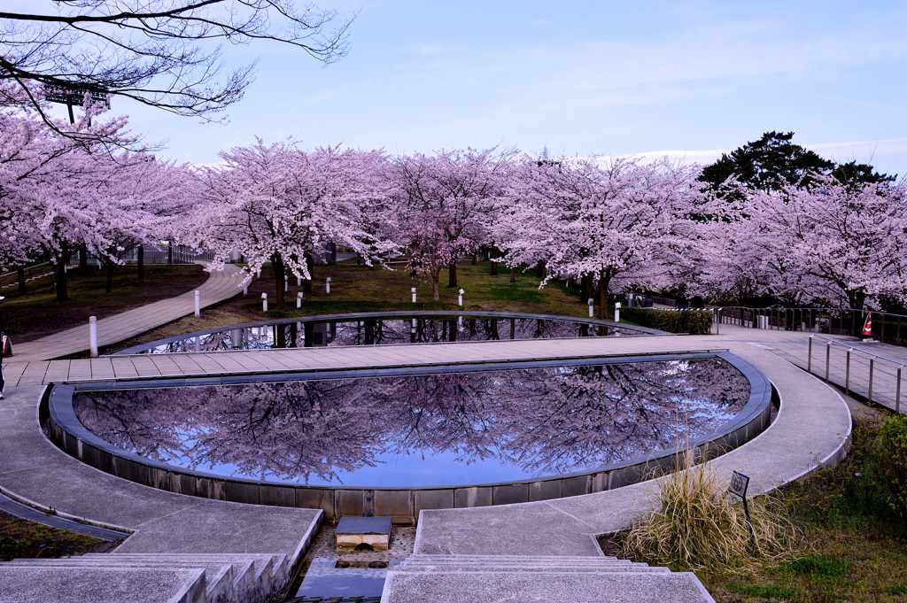 新潟白山公園桜