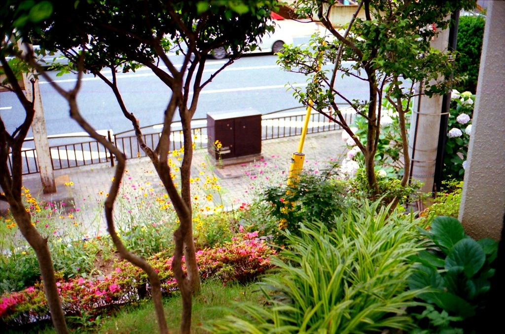 フイルム　都会の花園