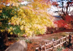 門司の紅葉