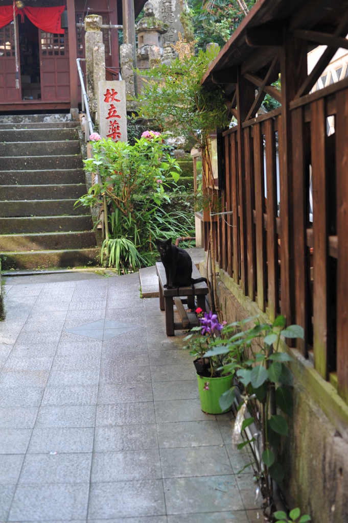 杖立の黒猫