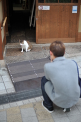 猫撮る人