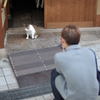 猫撮る人