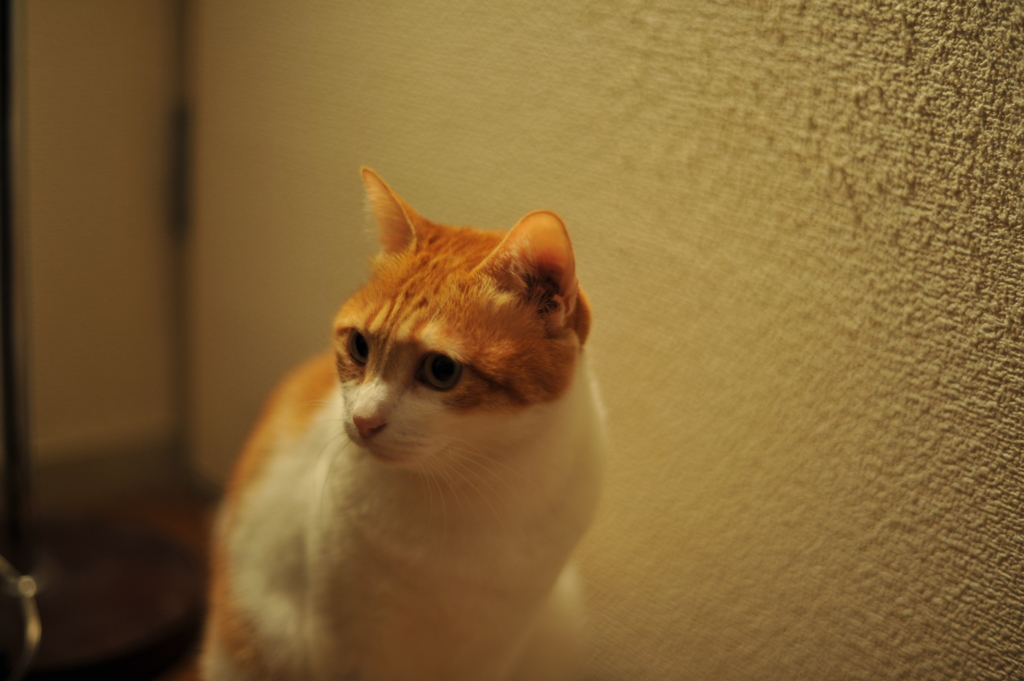 ぼやっとしてますが