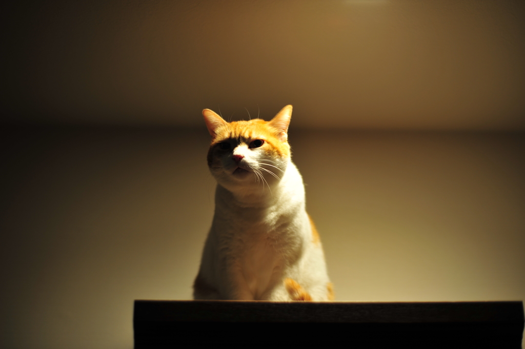 ねこ　雰囲気いいなあ