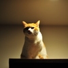 ねこ　雰囲気いいなあ