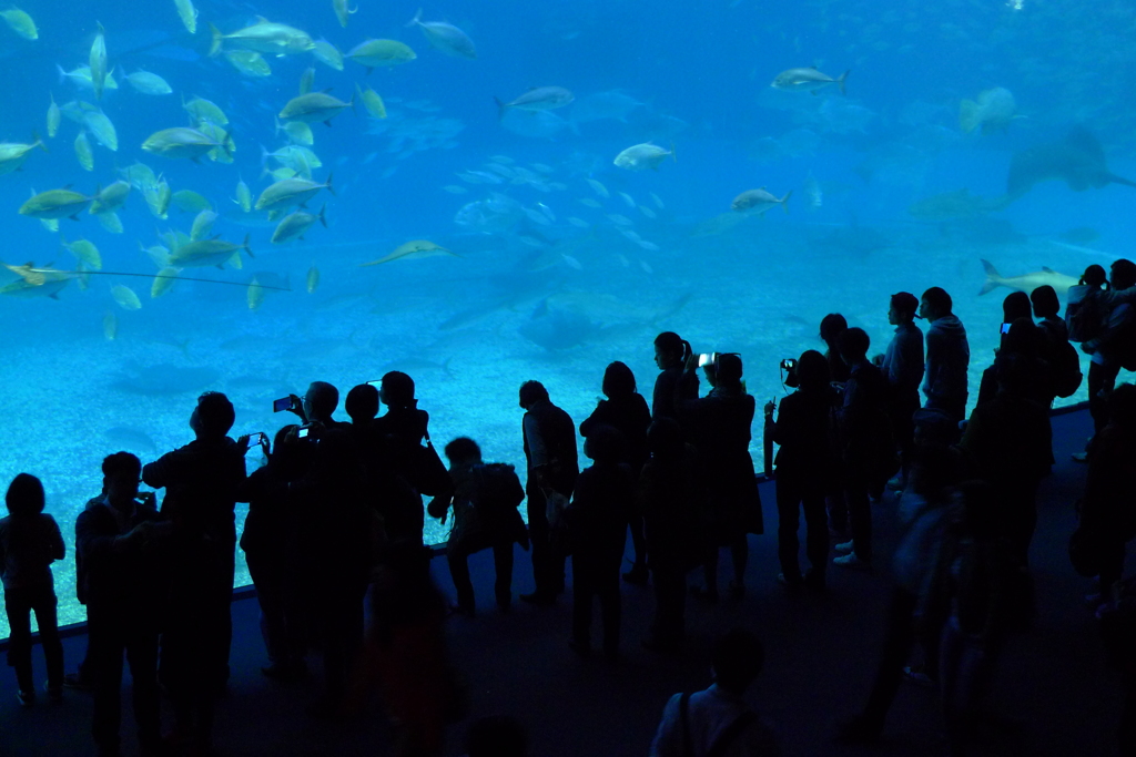 沖縄　美ら海水族館