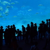 沖縄　美ら海水族館