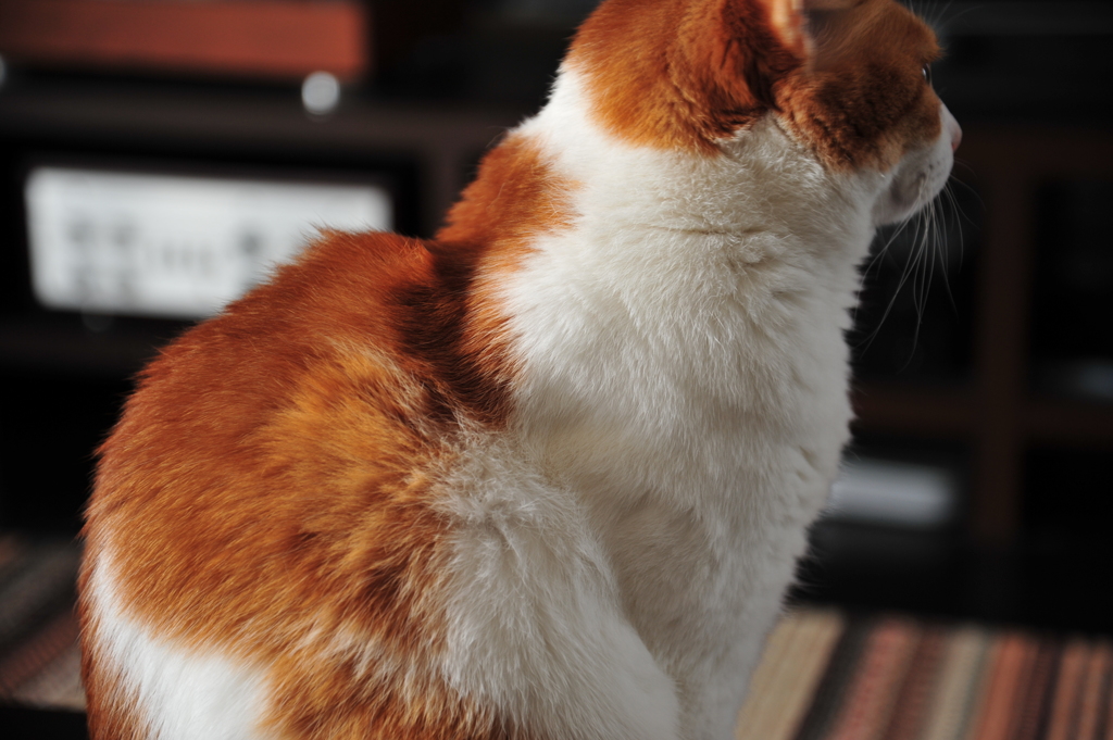 ねこ　毛なみ見ないで