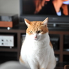ねこ　鋭い目