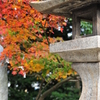 紅葉はあまり撮りませんが
