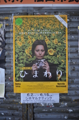 切ないひまわり