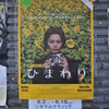 切ないひまわり
